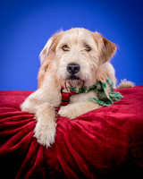 Partick-Newman & Sadie-2475