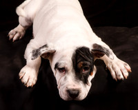 Foster Teddy-1224