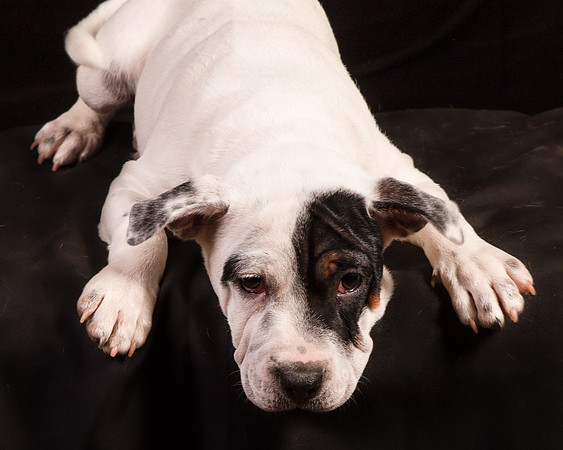 Foster Teddy-1224