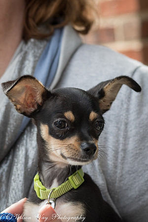Foster Dandelion-9043