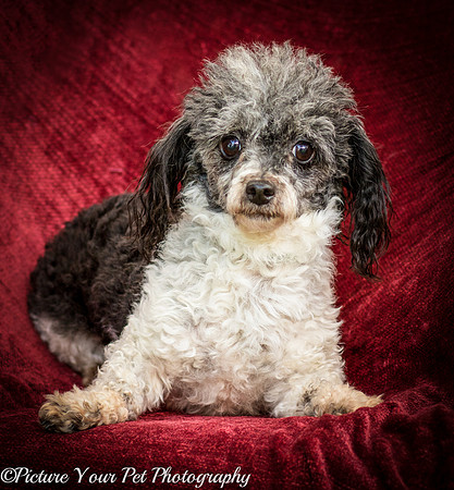 Foster Punky Brewster-3136