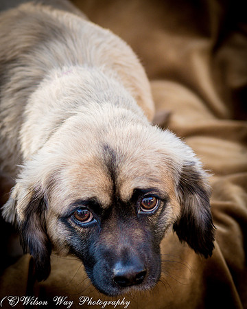Foster Trudy-11