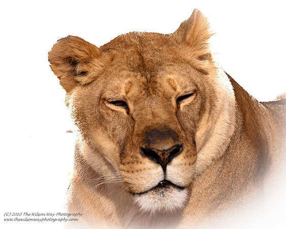 Suzies Pride-2181