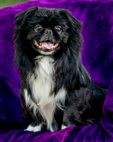 Foster Prince-0805