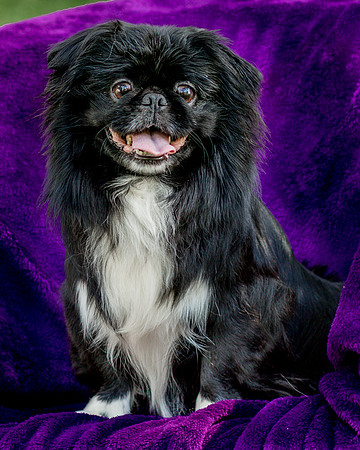 Foster Prince-0805