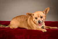 Foster Dobby-8214