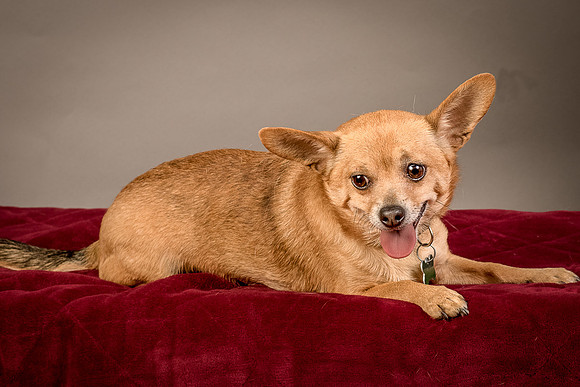Foster Dobby-8214