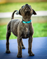 Foster Rigley-0083