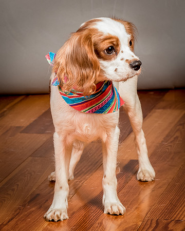Foster josephina-3987