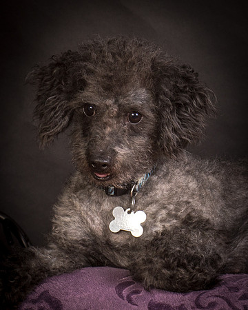 Foster Mokey-1490