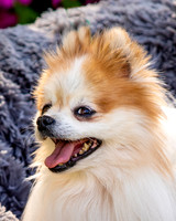 Foster Stella-7868