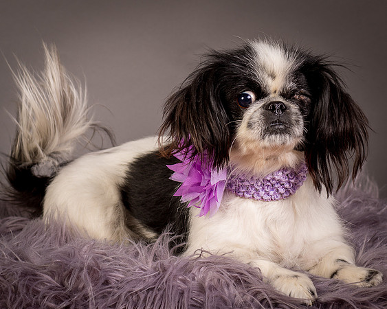 Foster Gypsy Rose-7934