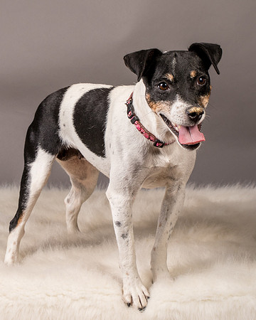 Foster Pollyanna-3937