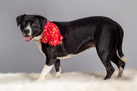 Foster Geisha-4160