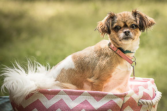 Foster Missy-0402