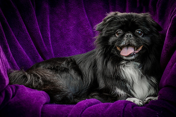 Foster Prince-0994