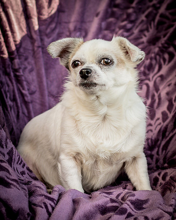 Foster Petey-9988