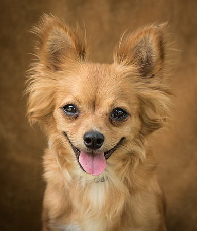 Foster Dolly-7752