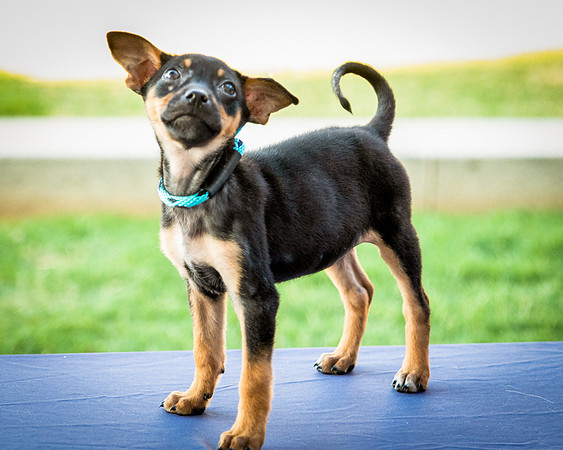 Foster Shea-0129