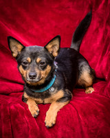 Foster Peanut-2804