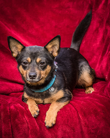 Foster Peanut-2804