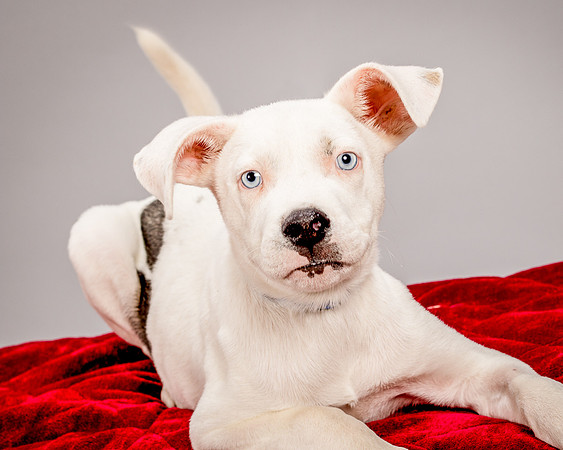 Foster Alvin-4755