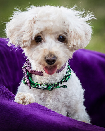 Foster Annalise-0657