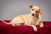 Foster June-3453