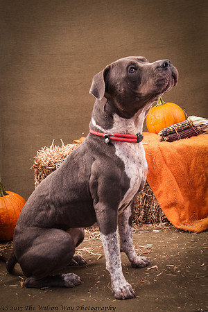 Foster Lexi-6989