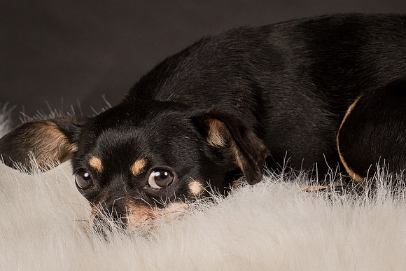 Foster Pansy-9392