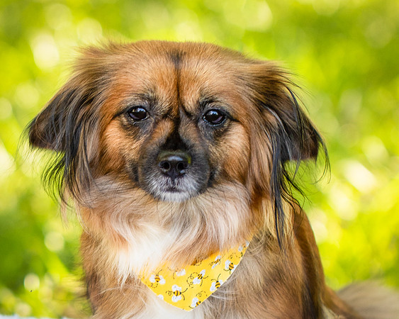 Foster Petunia-9222