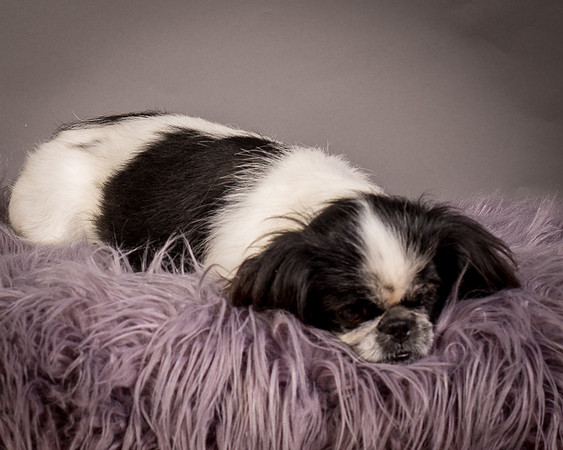 Foster Gypsy Rose-7883