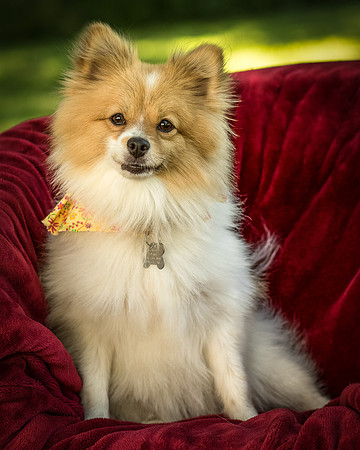Foster Sydney-7485