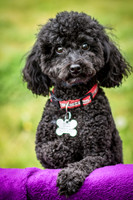 Foster Mindy-7375