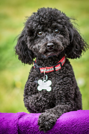 Foster Mindy-7375