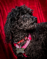 Foster Mindy-2662