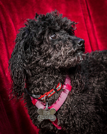 Foster Mindy-2662