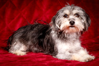 Foster Alex-6179