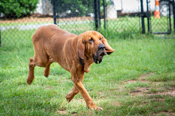 Roscoe-0609