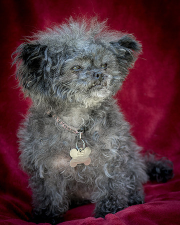 Foster Vivienne-9237