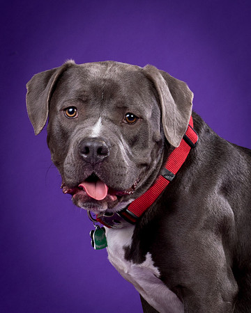 Daisy and Renegade-2609