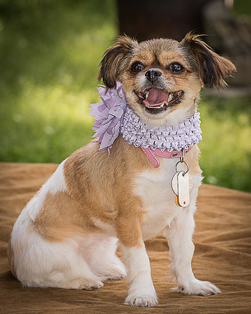 Foster Missy-0531