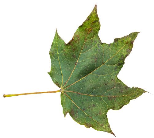 Leaf_56