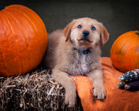 Foster Rose-6573