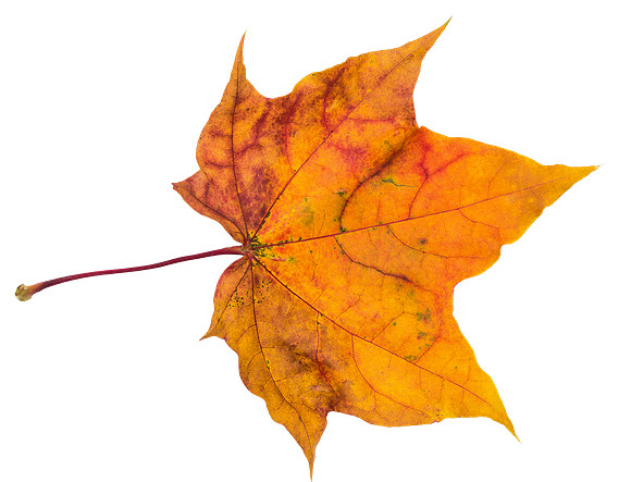 Leaf_47