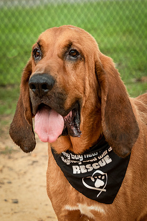 Roscoe-0555