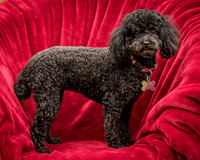 Foster Mindy-7392