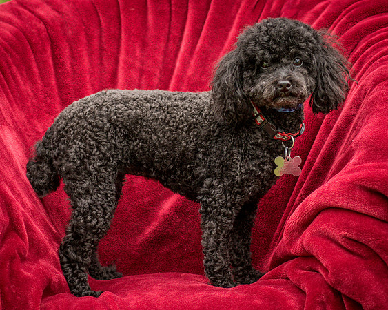 Foster Mindy-7392