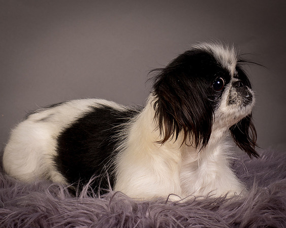 Foster Gypsy Rose-7872