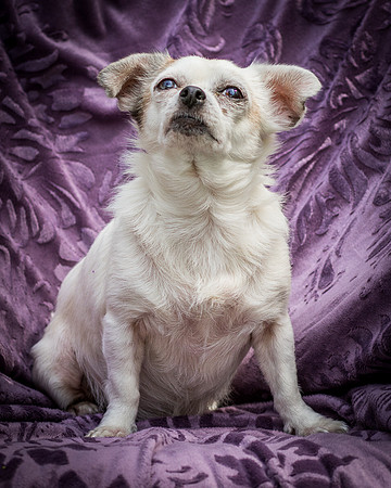 Foster Petey-8228